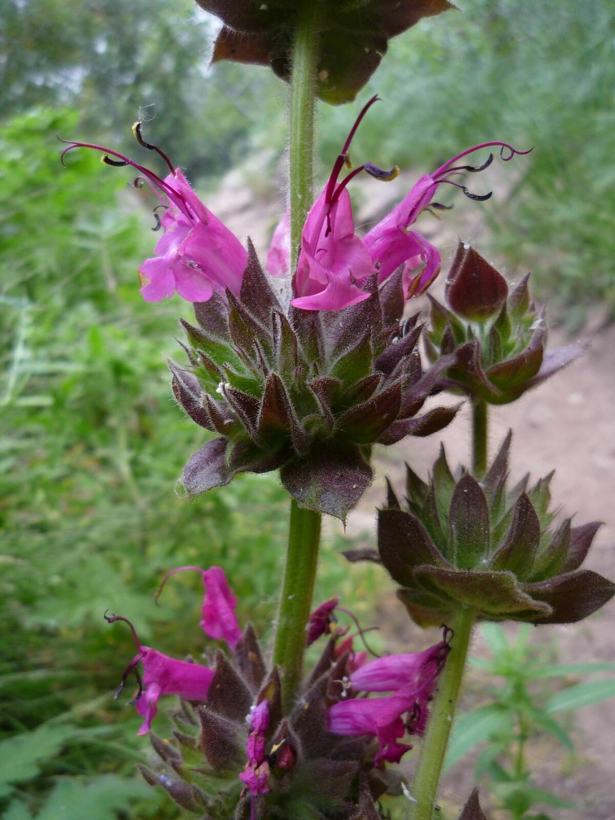 High Resolution Salvia spathacea Flower
